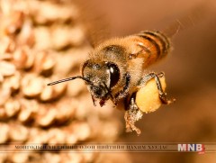 Монгол оронд зөгийг бүсчлэн өсгөж үржүүлэх тухай