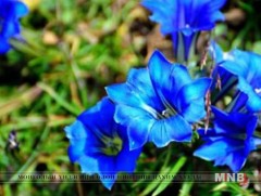 Намайг тоссон цэцэгт тал минь 