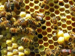 Зөгийн аж ахуйн үр ашиг 