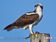 Махчин шувууд яагаад шонгийн оройд суудаг вэ