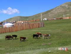Мал бүхий иргэдийг хориглосон бүсээс нүүлгэх ажил 97.5 хувьтай байна