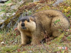 Бага насны хүүхдэд тарваган тахал өвчний сэжиг илэрлээ