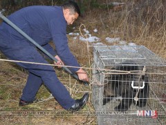 Хотод орж ирсэн бамбаруушийг байгальд нь тавилаа