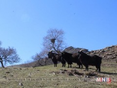 Эрчим үүлдрийн хар ямаа