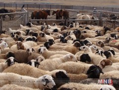 Ховд, Говь-Алтайн малчид бэлчээр ашиглалтын хураамжийг дэмжив
