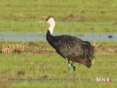 Монголд зусдаг хар тогоруу Японд өвөлждөг