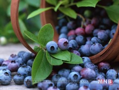 Нэрс жимс тархинд хамгийн сайн тэжээл болдог 