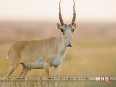 Монгол бөхөн хүнд өвлийг туулна