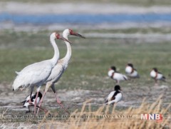 Цагаан тогоруу 