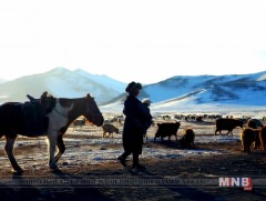 Улсын аварга малчин: Д.Самбууням 