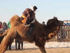 Тэмээ сургах тэмцээн зохион байгуулагдав