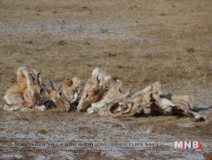 Хулгайн анчид хүзүүвчтэй цагаан зээр агнажээ