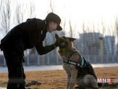 Хятадад цагдаагийн нохойг генийн аргаар хувилжээ