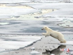 Умард мөсөн далай 20 гаруй жилийн дараа ямар ч мөсгүй болох магадлалтай