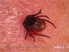 Хачигт халдвараас сэргийлье