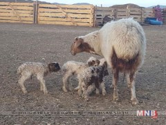 Дөрвөн ихэр хурга гаргажээ