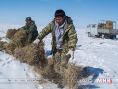 Бөхөн, хар сүүлтэд зориулсан биотехникийн арга хэмжээ авч эхэллээ