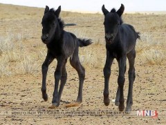 Хар гүүний ихэр унага