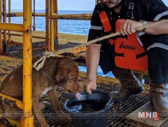 Аварсан нохойндоо “Бун Род” гэдэг нэр өгчээ 