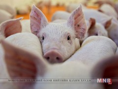 Эрдэмтэд тархины эд, эсийн үхжилтийг зогсоож, сэргээж болдгийг харуулсан судалгаа хийлээ 