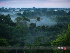 Бразилын ерөнхийлөгч Амазоны ширэнгэн ойг ашиглуулах сонирхолтой байна