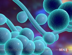 “Кандида Аурис” мөөгөнцрийн халдвар авсан 587 тохиолдол бүртгэгджээ