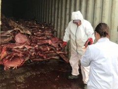 Лабораторийн шинжилгээгээр зүй бусаар хорогдсон малын мах байсныг тогтоолоо 
