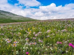 Шинэ сарын шинж