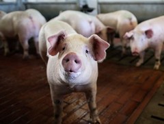 Хятадад гахайн мялзангийн шинэ дэгдэлт гарчээ 