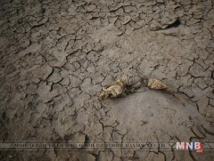 Намиби улсад онц байдал зарлалаа 