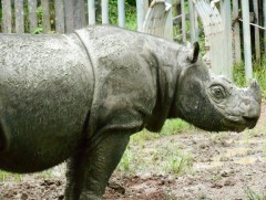 Устах аюулд ороод байсан Суматрын хирсний эрэгчин нь үхжээ 