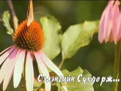 Сэлэнгийн Сүхдорж