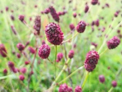 Гэдэс эвгүйрхвэл өдөрт 3-4 толгой сөдийг сайтар зажлан идээрэй 