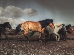 Гайхамшигт Монгол адуу 