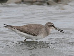 Монголд цөөн ажиглагддаг буурал хөгчүү шувуунд дамжуулагч зүүлээ