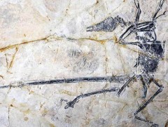 Эрдэмтэд “нэг сумаар хоёр туулай бууджээ”