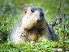 Нийслэл рүү тарваганы нойтон тулам нэвтрүүлэхийг завджээ