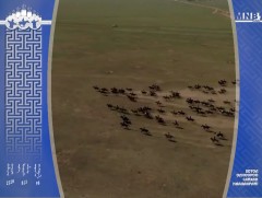 Хурдан соёолонг Б.Буяннэмэхийн хээр үрээ өнгөлж явна 