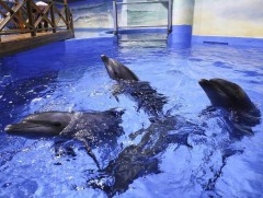 Далайн түвшнээс дээш 2200 метрт байрлах усан парк ирэх сард нээгдэнэ