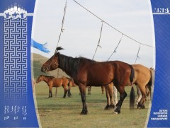 Наадмын өнгө 