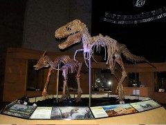 Үлэг гүрвэлийн үзмэрүүдийг Байгалийн түүхийн үзмэрүүдээр баяжуулна