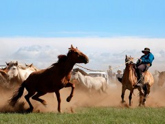 Шил адууны шинж чанар