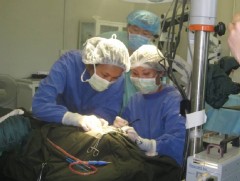 Монголд дунгийн суулгацын мэс засал хийгдэж эхэлсний 10 жилийн ой тохиож байна