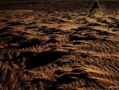 “Далай шиг говь, говь шиг далай” гэрэл зургийн үзэсгэлэн үргэлжилж байна 