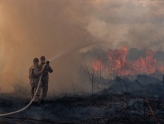 Амазоны гал түймрийг унтраахад цэргүүд дайчлахаар болжээ