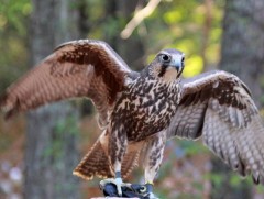 ﻿Олон тооны идлэг шонхор, ногтруу барьсныг илрүүлэв