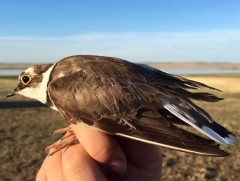 Хээрийн судалгааны баг 27 зүйлийн 558 шувууг бөгжилжээ