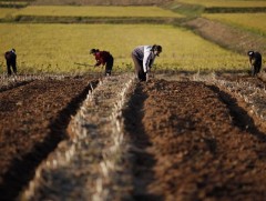 Умард Солонгосын хүн амын тал орчим хувь нь хоол тэжээлийн дутагдалд оржээ