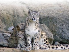 Ирвэс хамгаалах олон улсын өдөрт зориулсан хүүхдийн наадам болно