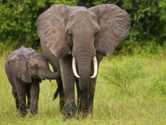 Зааны ой санамж маш сайн 